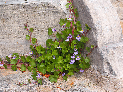 덩굴해란초 사진 - Cymbalaria muralis P. Gaertn., B. Mey. & Scherb. Photos
