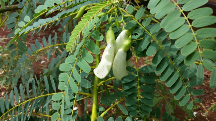 벌새나무 - vegetable hummingbird, agati, hummingbird tree, Sesbania grandiflora