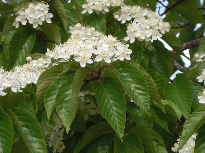 팥배나무 - Korean mountain ash, Sorbus alnifolia (Siebold & Zucc.) K.Koch