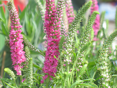 꼬리풀 사진 - Veronica linariaefolia Photos