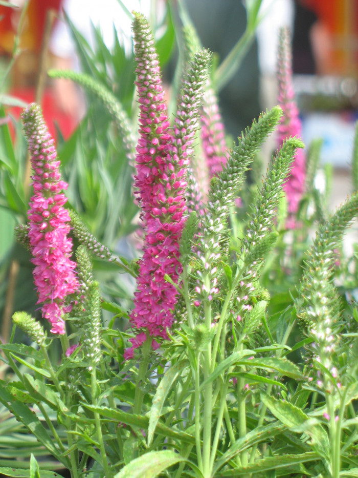꼬리풀 - Veronica linariaefolia