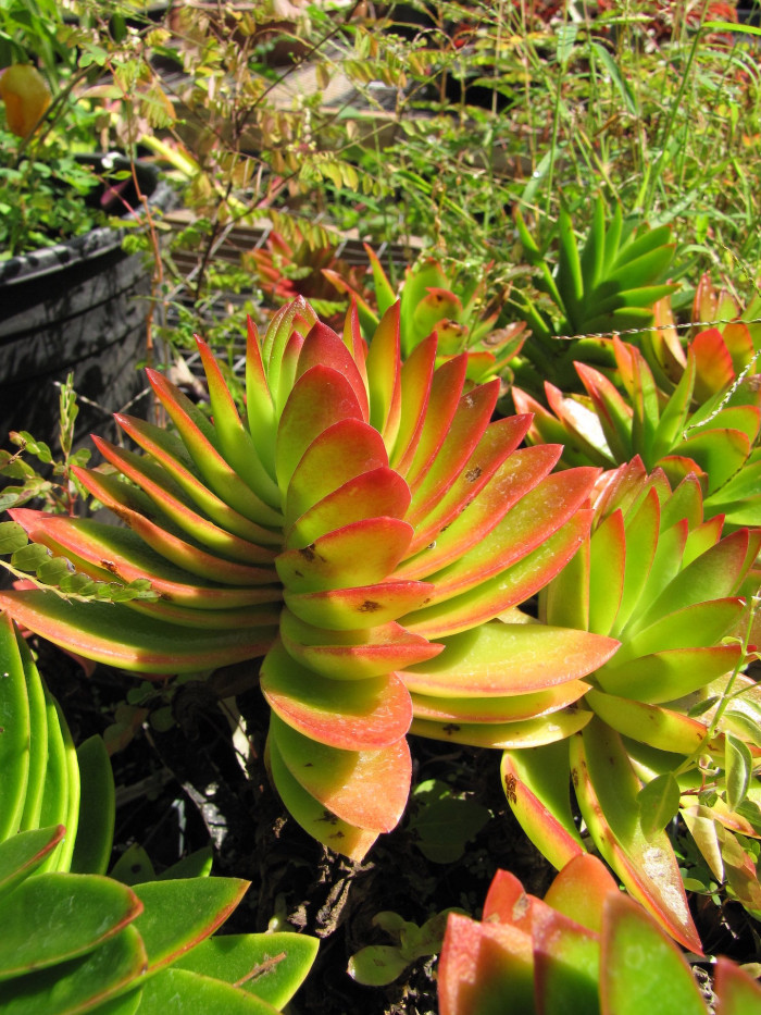 천탑 - Red pagoda, Crassula capitella subsp. thyrsiflora
