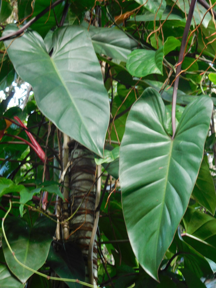 필로덴드론 에르베스센스 - Philodendron erubescens