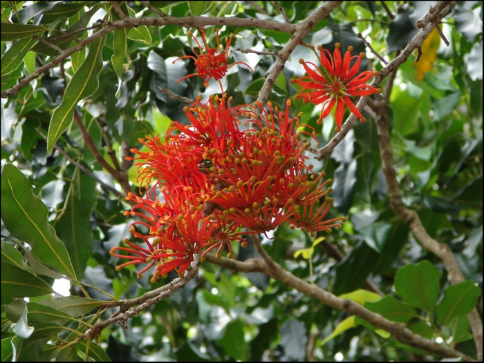 플라이휠 - Firewheel, White Beefwood, Queensland Firewheel Tree, Tulip Flower, White Oak, White Silky Oak, Stenocarpus sinuatus