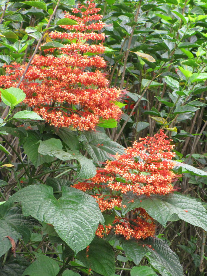 용선화 - Pagoda Flower, Pyramid flower, Temple flower, Clerodendrum paniculatum