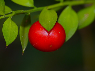 루스쿠스 아쿨레아투스 사진 - Ruscus aculeatus L. Photos