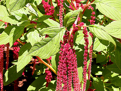 줄맨드라미 사진 - Amaranthus caudatus L. Photos