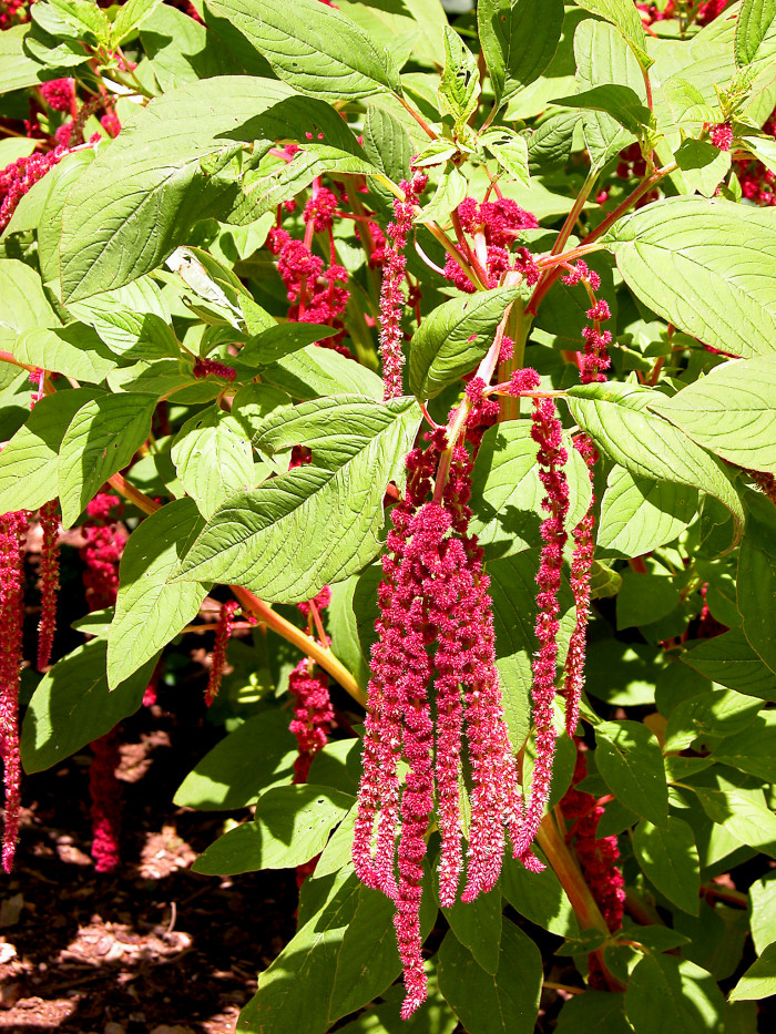 줄맨드라미 - love-lies-bleeding, Amaranthus caudatus L.