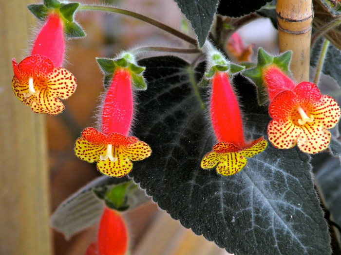 코레리아 - Manchu, Kohleria spp.