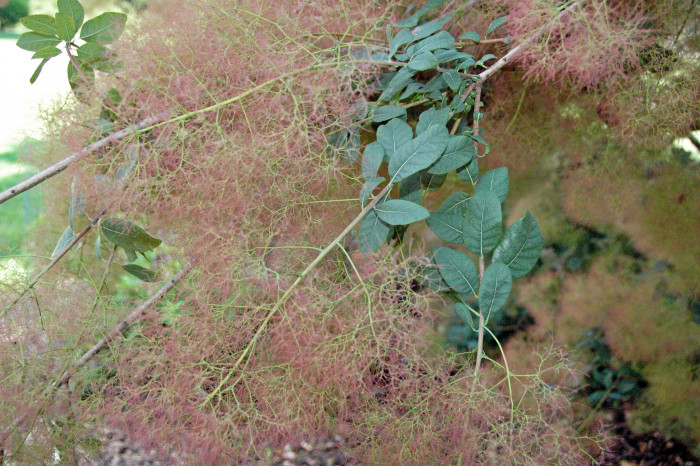 안개나무 - Smoke bush, Smoke tree, Cotinus coggygria L.