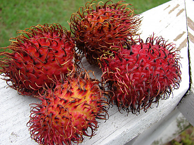 람부탄 사진 - Nephelium lappaceum Photos