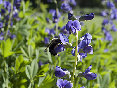 밥티시아 사진 - Baptisia australis Photos