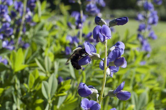 밥티시아 - False indico, Baptisia australis