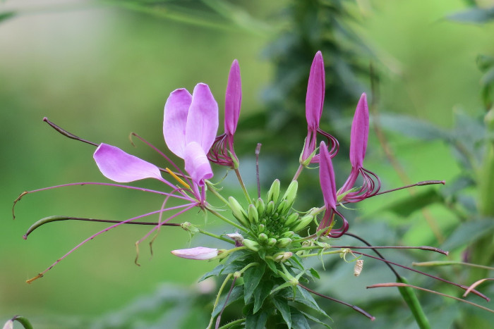 풍접초 - Cleome spinosa