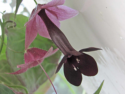 로도치톤 사진 - Rhodochiton Atrosanguineus Photos