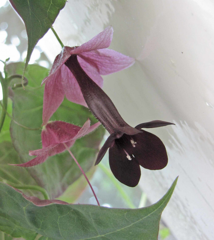 로도치톤 - Purple bell vine, Rhodochiton Atrosanguineus
