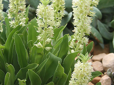 Eucomis zambesiaca 사진