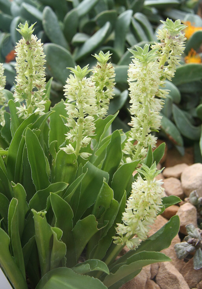 파인애플릴리 - Pineapple Lily, pineapple flowers, Eucomis