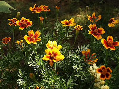 만수국 사진 - Tagetes patula L. Photos