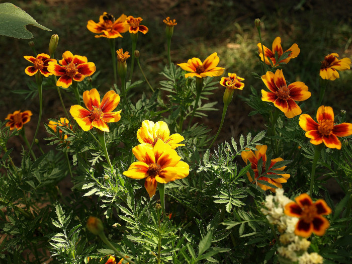 만수국 - Mari gold, Tagetes patula L.