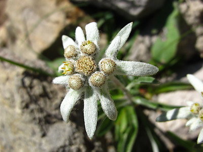 에델바이스 사진 - Leontopodium alpinum Photos