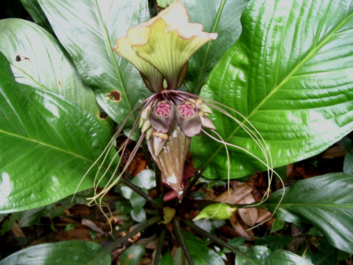 박쥐꽃 - Bat Lily, Bat Flower, Tiger Whiskers, Devil