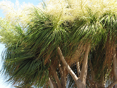 덕구리난 사진 - Beaucarnea recurvata Photos