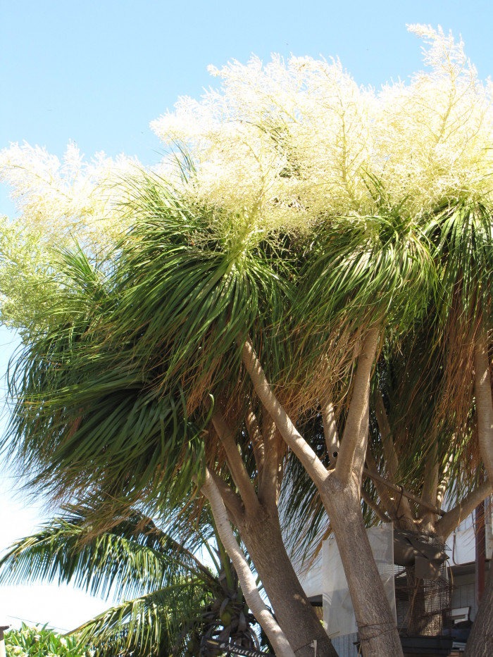 덕구리난 - Pony Tail Palm, Beaucarnea recurvata