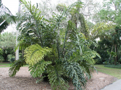 아렌가야자 사진 - Arenga undulatifolia Photos