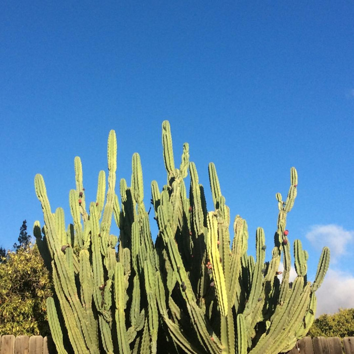 귀면각 - Peruvian apple, Apple cactus, Cereus peruvianus Mill.