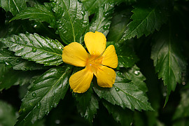 티네라 - Turnera ulmifolia L.