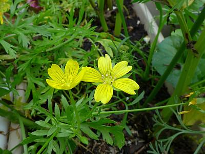 림난테스 사진 - Limnanthes douglasii Photos