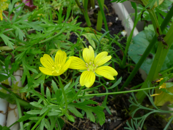 림난테스 - Poached Egg, Limnanthes douglasii