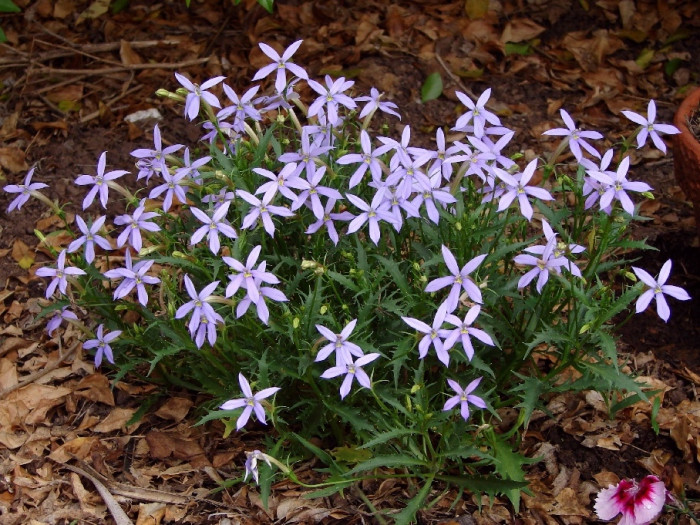 별꽃도라지 - Blue Star Creeper, Isotoma, Laurenti, Isotoma axillaris