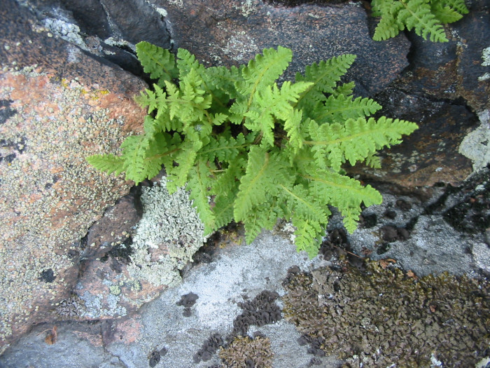 두메우드풀 - Woodsia ilvensis (L.) R.Br.