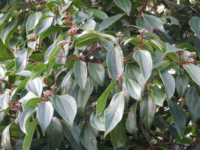 다비디 가막살나무 - David viburnum,  Viburnum davidii
