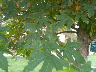 버즘나무 사진 - Platanus orientalis L. Photos