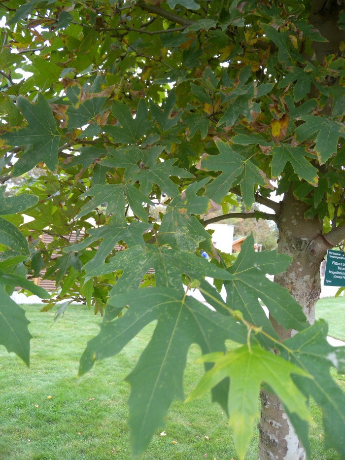 버즘나무 - plane tree, Platanus orientalis L.