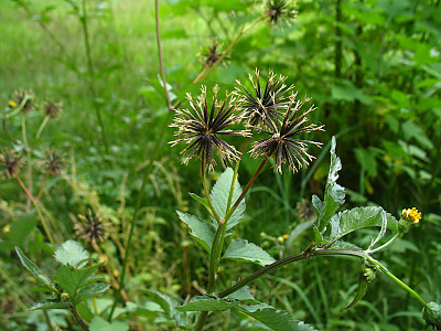 흰도깨비바늘 사진 - Bidens pilosa L. var. minor (Blume) Sherff Photos