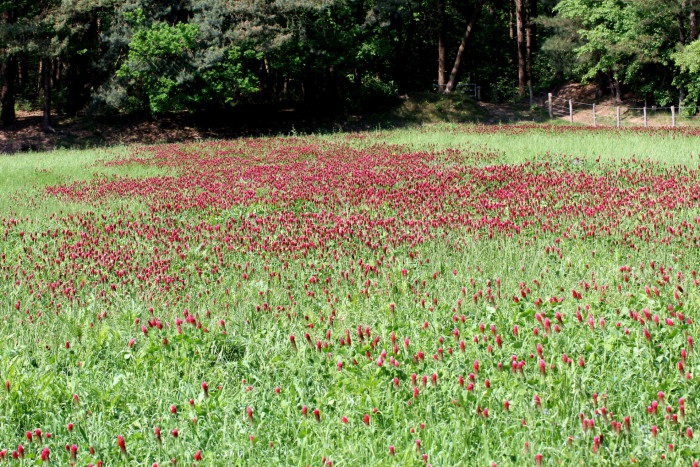 진홍토끼풀 - Crimson Clover, Trifolium incarnatum L.
