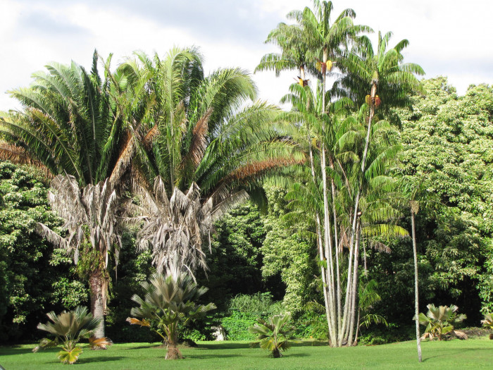 와인 야자 - Wine Palm, Yagua palm, American oil palm, Attalea butyracea