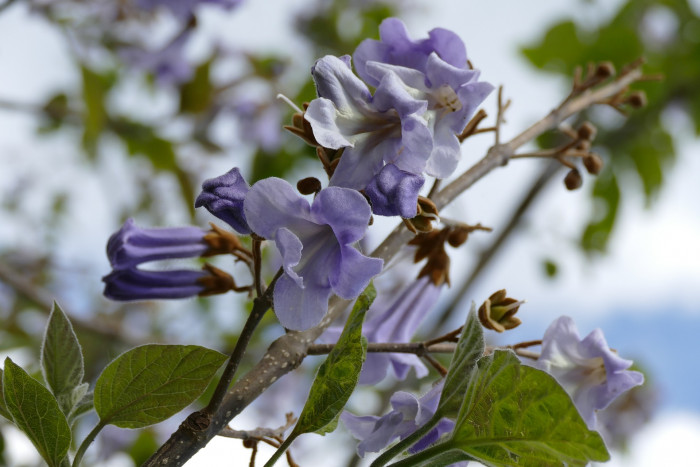 참오동나무 - Princess tree, Empress tree, Foxglove-tree, Paulownia tomentosa (Thunb.) Steud.