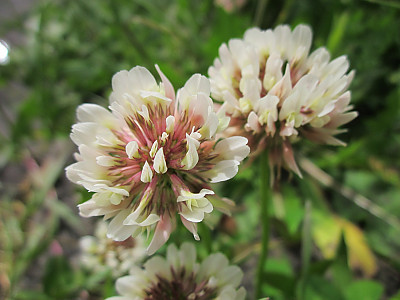 토끼풀 사진 - Trifolium repens L. Photos
