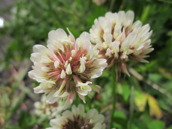 토끼풀 - clover, Trifolium repens L.