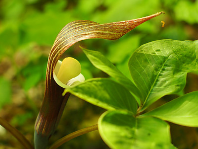 흰떡천남성 사진 - Arisaema sikokianum Photos