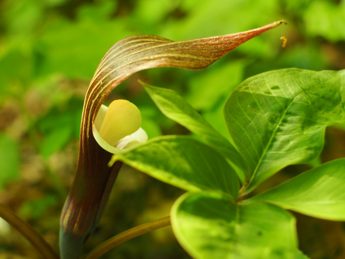 흰떡천남성 - Japanese Jack-in-the-Pulpit, Arisaema sikokianum