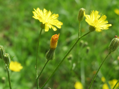 서양금혼초 사진 - Hypochaeris radicata L. Photos