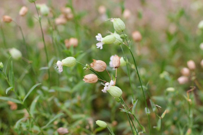 그린벨 - Bladder campion, Silene vulgaris