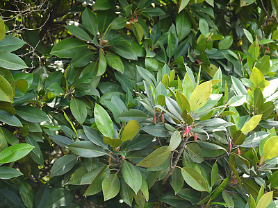 검은맹그로브 사진 - Bruguiera gymnorhiza (L.) Lam. Photos