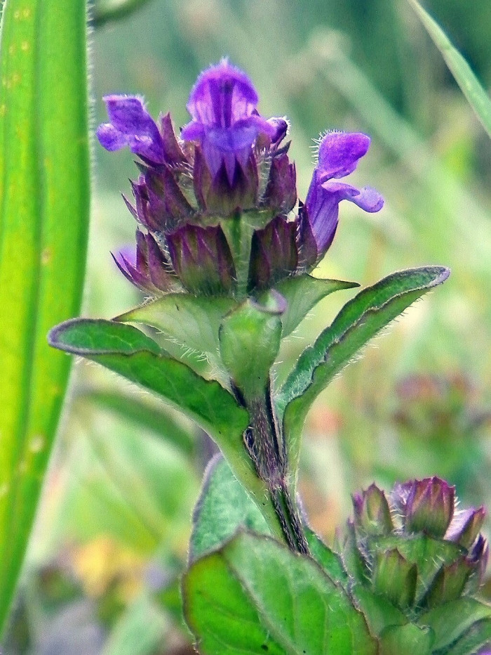 두메꿀풀 - Prunella vulgaris var. aleutica Fernald